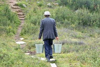 Maple Tatar fotografie de plantare și de îngrijire, harvester vesel