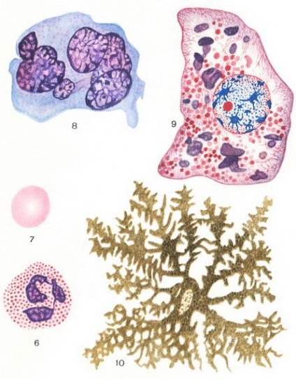 A sejt szerkezet diagramja