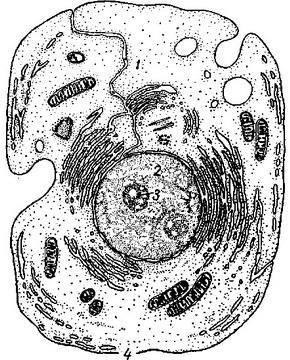 A sejt szerkezet diagramja