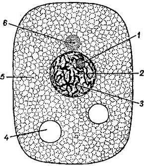 Structura diagramei celulare