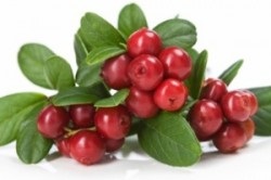Cranberry pentru rețete medicinale pentru ficat