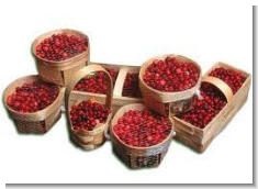 Cranberries, cum se colectează și se păstrează