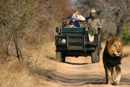 Când și unde este cel mai bine să mergeți pe sfaturi de safari din ghidurile profesionale de safari