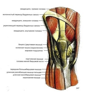 Genunchi structura anatomie, pungi