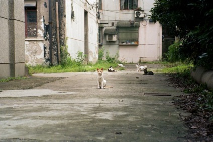 Színes utcai macskák
