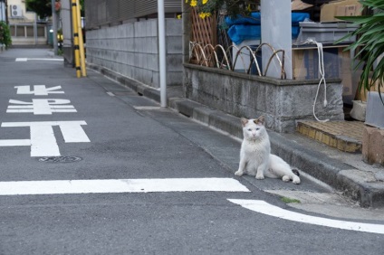 Pisici stradale colorate