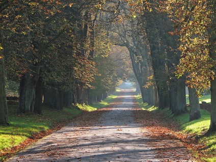 Cal de castane, sau ghindă