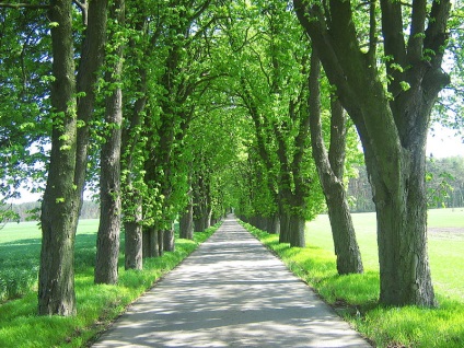 Cal de castane, sau ghindă