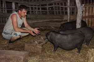 Alimentația porcilor vislobryuhih, informații utile, piei de chinchillas