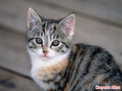 Pisicile sunt semne și superstiții - țara-mamă