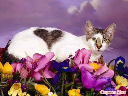 Pisicile sunt semne și superstiții - țara-mamă
