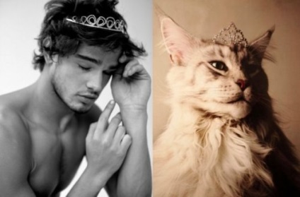 Macskák és macskák a modellek képében (29 fotó)
