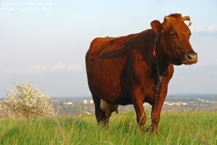 Rasă de vaci de stepă roșie - agroxxi