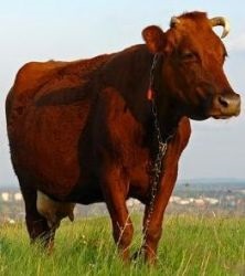 Rasă de vaci de stepă roșie - agroxxi