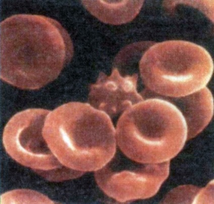 Celulele roșii sanguine sunt