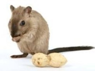 A patkányok biológiai fegyverként