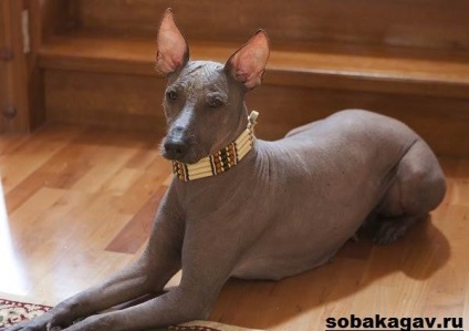 Xoloitzcuintly dog