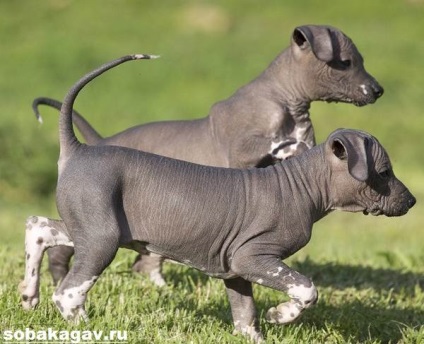 Xoloitzcuintly dog