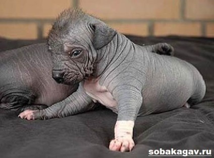 Xoloitzcuintly dog