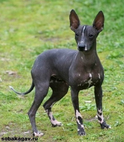 Xoloitzcuintly dog