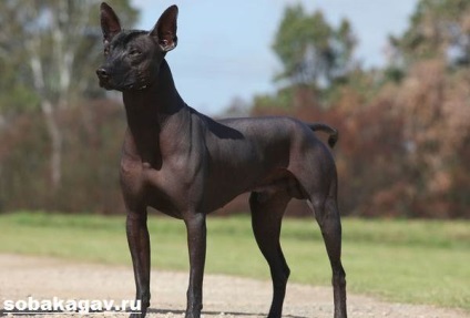 Xoloitzcuintly dog