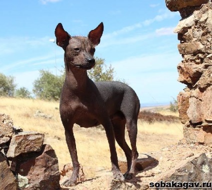 Xoloitzcuintle куче