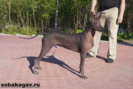 Xoloitzcuintly dog