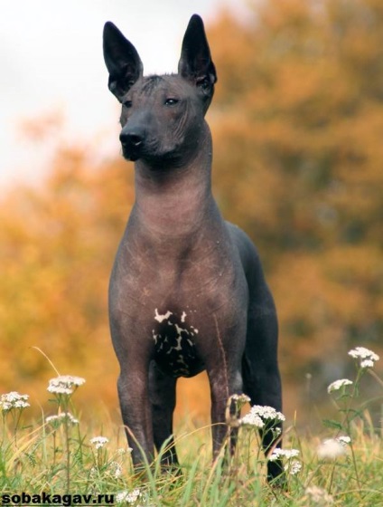 Xoloitzcuintly dog