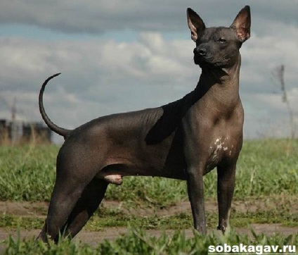 Xoloitzcuintly dog