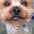 Ki jobb, mint a terrier vagy a Yorkshire terrier, fényképek és videók