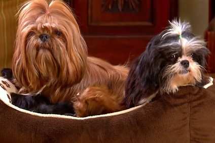 Ki jobb, mint a terrier vagy a Yorkshire terrier, fényképek és videók