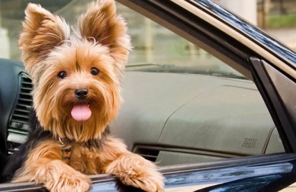 Ki jobb, mint a terrier vagy a Yorkshire terrier, fényképek és videók