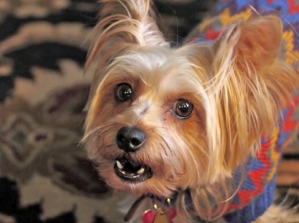 Ki jobb, mint a terrier vagy a Yorkshire terrier, fényképek és videók