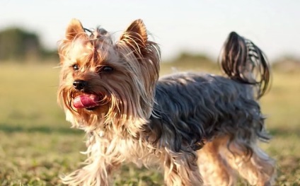 Cine este mai bun decât terrierul sau terrierul Yorkshire, fotografiile și videoclipurile