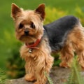 Ki jobb, mint a terrier vagy a Yorkshire terrier, fényképek és videók