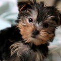 Ki jobb, mint a terrier vagy a Yorkshire terrier, fényképek és videók