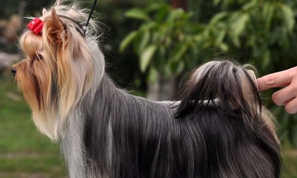 Ki jobb, mint a terrier vagy a Yorkshire terrier, fényképek és videók