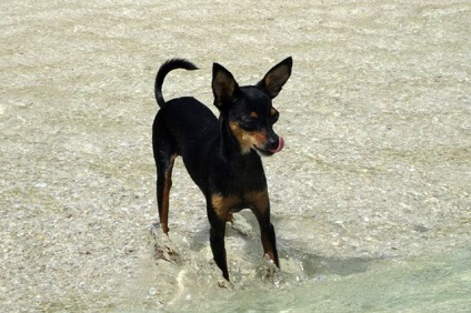 Ki jobb, mint a terrier vagy a Yorkshire terrier, fényképek és videók