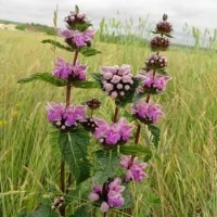 Cumparati iarba zhleznyaka, vânzarea de fier de plante medicinale în Moscova