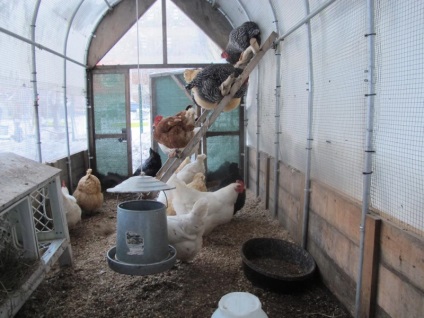 Csirkék télen üvegházban polikarbonátból, mind polikarbonátból - mindent a polikarbonátról
