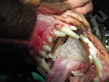 Tratamentul stomatologic la câini, tratamentul dinților la pisici