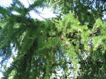 Zada siberiana - larix sibirica ledeb