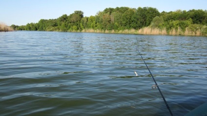 Prindeți un stiuc mare în iazul lacului trofeu la lac pe un dispozitiv de prăjit cum să prindă un stiuc mare