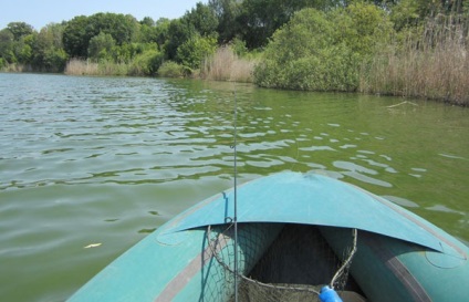 Prindeți un stiuc mare în iazul lacului trofeu la lac pe un dispozitiv de prăjit cum să prindă un stiuc mare