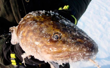 A börtönben, a kocsiban, a fogásban, a fogás taktikáján, a kifogáson