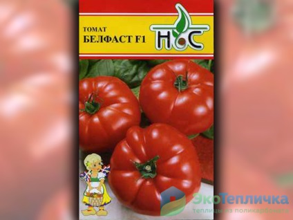 Cele mai bune soiuri noi de tomate olandeze pentru sere