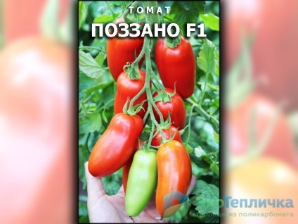 Cele mai bune soiuri noi de tomate olandeze pentru sere