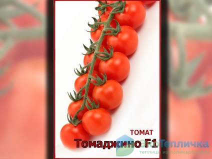 Cele mai bune soiuri noi de tomate olandeze pentru sere