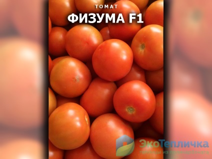 Cele mai bune soiuri noi de tomate olandeze pentru sere