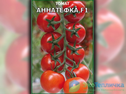 Cele mai bune soiuri noi de tomate olandeze pentru sere